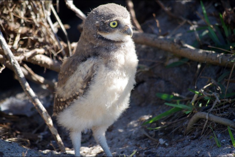 Baby owl
